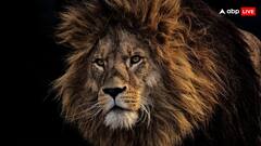 నేడు ప్రపంచ సింహాల దినోత్సవం - 180 కోట్లతో ఇండియాలో సింహాల కోసం రెండో అడవి రెడీ