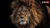 World Lions Day: నేడు ప్రపంచ సింహాల దినోత్సవం - 180 కోట్లతో ఇండియాలో సింహాల కోసం రెండో అడవి రెడీ