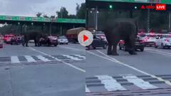 देहरादून टोल नाके पर जंगल से निकल आए गजराज! हाईवे पर हाथी ने जमकर मचाया गदर- वीडियो वायरल