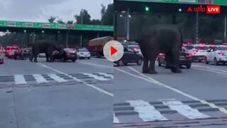 देहरादून टोल नाके पर जंगल से निकल आए गजराज! हाईवे पर हाथी ने जमकर मचाया गदर- वीडियो वायरल