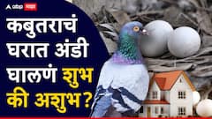 घरात कबुतरांनी अंडी घालणं शुभ की अशुभ? वास्तुशास्त्र काय सांगतं? वाचा सविस्तर