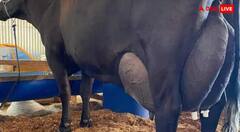 ਗਾਂ ਨੇ ਤਿੰਨ ਦਿਨਾਂ ਵਿੱਚ ਦਿੱਤਾ 343 ਲੀਟਰ ਦੁੱਧ ! ਬਣ ਗਿਆ ਇੱਕ ਅਨੋਖਾ ਰਿਕਾਰਾਡ, ਹਰ ਪਾਸੇ ਹੋ ਰਹੀ ਚਰਚਾ, ਜਾਣੋ ਕਿਹੜੀ ਹੈ ਨਸਲ ?