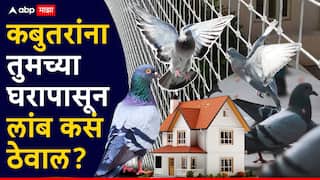 Mumbai kabutar khana: कबुतरांची पिसं आणि घाणीला कंटाळलात, मग हे पाच उपाय करा, कबुतरं आसपासही फिरकणार नाहीत