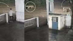 Gujarat: रात के अंधेरे में शख्स का शेर से हुआ सामना, फिर जो हुआ हैरान कर देगा, देखें Video