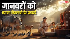 हिंदू धर्म में जानवरों को खाना खिलाने के चमत्कारिक फायदे! ग्रह दोष से मिलती है मुक्ति! जानें इसके बारे में