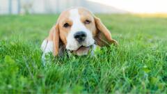 Science News: ভরপেট খেয়েও ঘাস চিবোয় কুকুর ও বিড়াল, কেন জানেন?