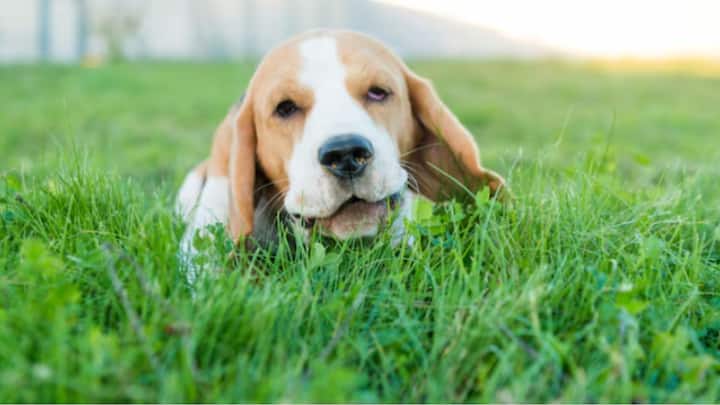 বাড়িতে পোষ্য না থাকলেও, চারপাশে কুকুর ও বিড়ালকে নিশ্চয়ই ঘাস খেতে দেখেছেন? কিন্তু ঘাস খাওয়ার কথাই নয় কুকুর ও বিড়ালের। তার পরও কেন ঘাস খায় তারা?