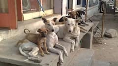 ਅਵਾਰਾ ਜਾਨਵਰਾਂ ਨੂੰ ਖਾਣਾ ਖੁਆਉਣਾ ਕਿੰਨਾ ਵੱਡਾ ਅਪਰਾਧ, ਅਜਿਹੇ ਮਾਮਲਿਆਂ ਵਿੱਚ ਵੀ ਮਿਲਦੀ ਹੈ ਸਜ਼ਾ ?