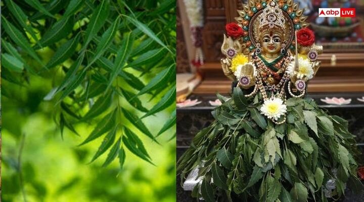 नीम वृक्ष प्रकृति के जुड़ा और स्त्री सशक्तिकरण का भी प्रतीक माना जाता है. ऐसी मान्यता है कि नीम के वृक्ष में देवी दुर्गा का भी वास होता है. इन्हीं कारणों से कजरी तीज के दिन महिलाएं नीम की डाली को देवी का रूप मानकर पूजा करती हैं.