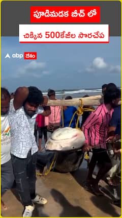 పూడిమడక బీచ్ లో దొరికిన 500 కేజీల సొరచేప