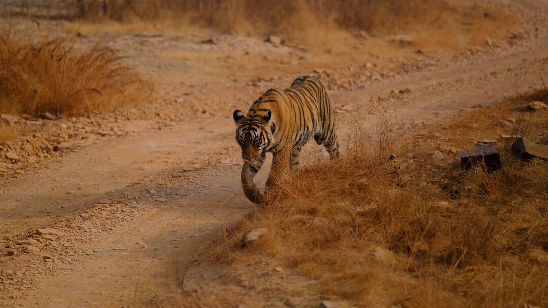 ranthambore oldest tigress noor mating age 17 18 years nature Ranthambore’s Oldest Tigress Noor Defies Age, Seen Mating