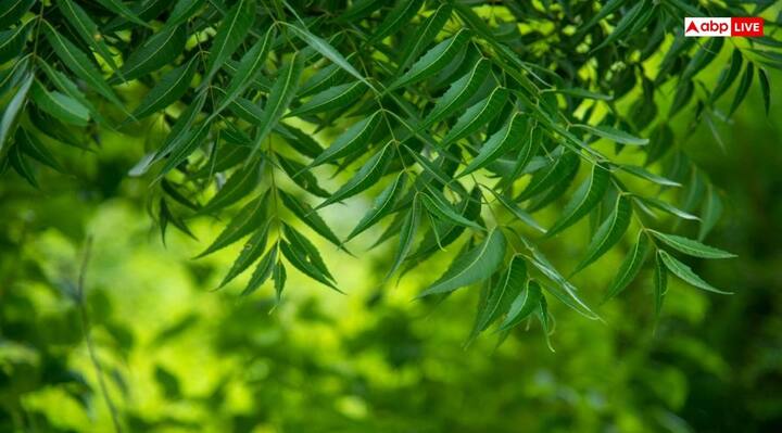 कजरी तीज पर नीमड़ी पूजन के महत्व के पीछे की मान्यता यह है कि, नीम को पवित्र वृक्ष माना जाता है इसके पूजन से आध्यात्मिक ऊर्जा मिलती है. साथ ही यह औषधीय गुणों से भरपूर हता है. नीम का वृक्ष आसपास के वातावरण को भी शुद्ध करता है.