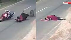 Video: स्कूटी से टकराए सड़क पार कर रहे सुअर, 4 बार पलटी खाकर गिरी महिला, होश उड़ा देगा वीडियो