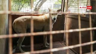 आवारा कुत्तों पर SC के आदेश पर दिल्ली सरकार ने साफ किया रुख, 'इस ऑर्डर का अध्ययन करके...'