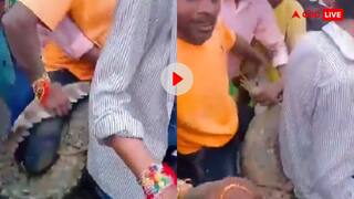 भाई रेस्क्यू किया है या किडनैप? मगरमच्छ को बीच में लेटाकर लड़कों ने बाइक पर मचाया गदर- वीडियो वायरल