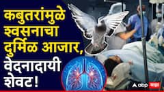 कबुतरांमुळे श्वसनाचा दुर्मिळ आजार, फुफ्फुसांना डाग पडले, नामांकित रुग्णालयांनीही हात टेकले, पुण्यातील शितल मानकरांसोबत नेमकं काय घडलं?