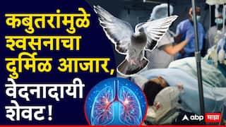 Pigeon spreading diseases: कबुतरांमुळे श्वसनाचा दुर्मिळ आजार, फुफ्फुसांना डाग पडले, नामांकित रुग्णालयांनीही हात टेकले, पुण्यातील शितल मानकरांसोबत नेमकं काय घडलं?