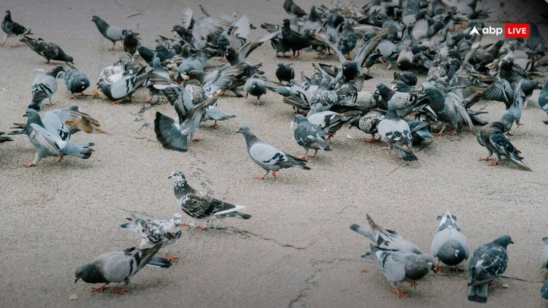 Pigeon House Row in India Supreme Court refuses to hear pleas filed against closure of Kabootarkhana in Mumbai ann मुंबई में कबूतरखानों को बंद करने के खिलाफ सुनवाई से सुप्रीम कोर्ट ने मना किया, याचिकाकर्ता से हाई कोर्ट में अपनी बात रखने को कहा