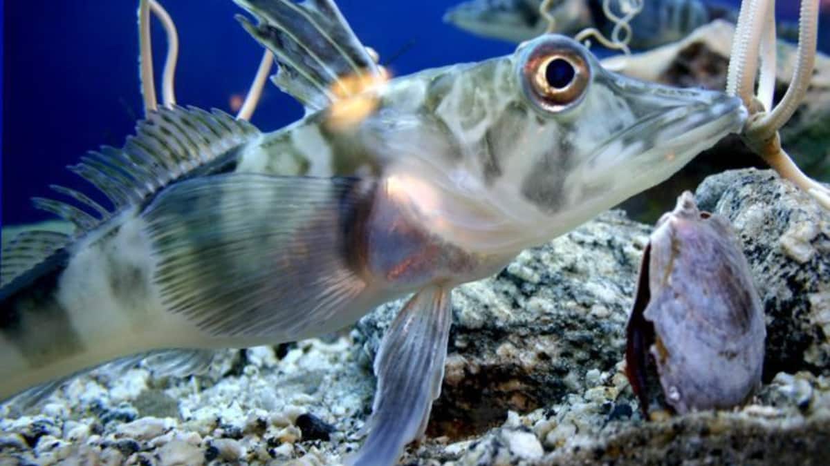 (Image Source: Twitter/@ensembl)