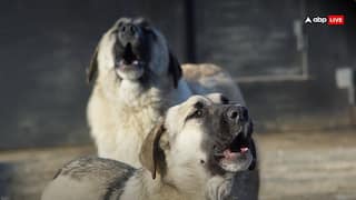 क्या डॉग लवर्स उन लोगों को वापस लाएंगे जो रेबीज का शिकार हुए? सुप्रीम कोर्ट का सख्त आदेश- किसी गली में नजर न आए एक भी आवारा कुत्ता