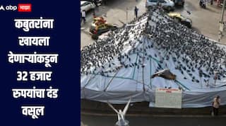 कबुतर खाने बंद! कबुतरांना खायला देणाऱ्यांकडून 32 हजार रुपयांचा दंड वसूल, मुंबई पालिकेची कारवाई 