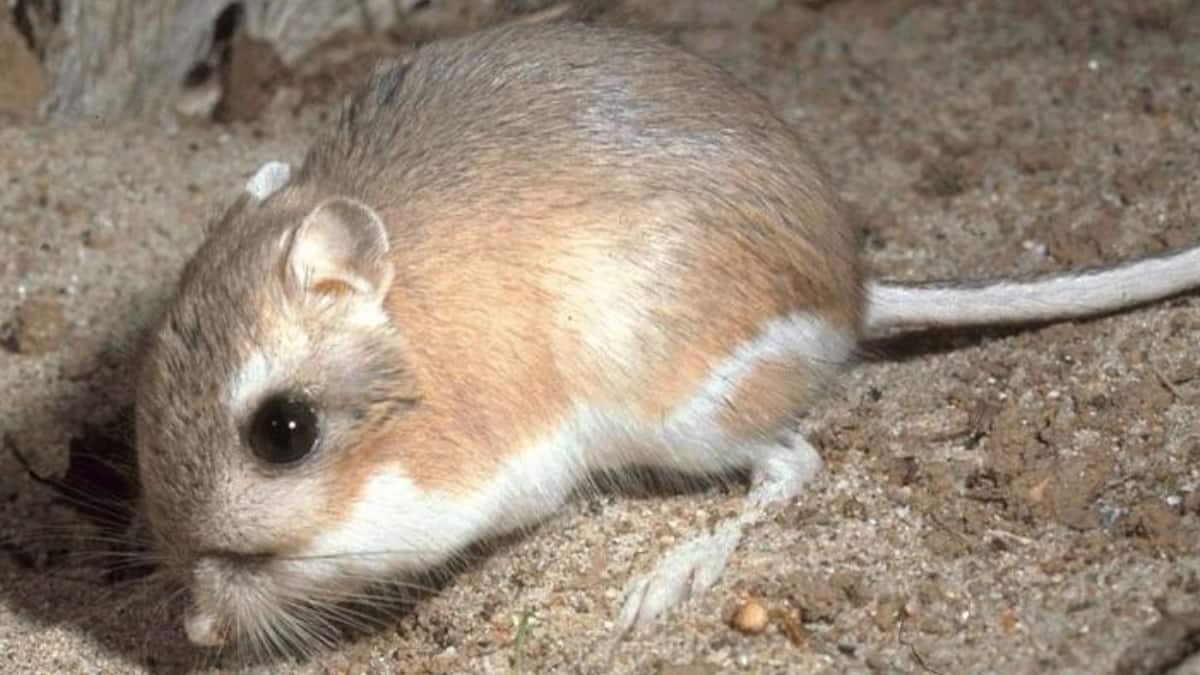 (Image Source: Twitter/@TourBugandaUG)