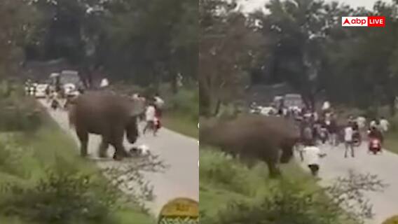 Video: पहले दौड़ाया, फिर बीच सड़क पर कुचला, टूरिस्ट पर हाथी का हमला, वीडियो वायरल