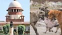 SC Stray Dogs: நாய் பிரியர்களை லெஃப்ட் ரைட் வாங்கிய உச்சநீதிமன்றம்.. ”எதிர்ப்பு சொல்லி யாரும் வந்துடாதிங்க”
