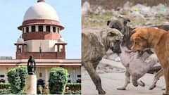 SC Stray Dogs: நாய் பிரியர்களை லெஃப்ட் ரைட் வாங்கிய உச்சநீதிமன்றம்.. ”எதிர்ப்பு சொல்லி யாரும் வந்துடாதிங்க”