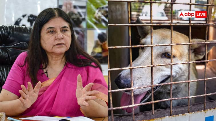 ‘Angry Judgments Are Never Sensible’: Maneka Gandhi Cites Lack Of Shelters For Stray Dogs ‘Angry Judgments Are Never Sensible’: Maneka Gandhi Cites Lack Of Shelters For Stray Dogs