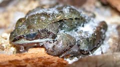 6 Strangest Animal Adaptations To Extreme Climates That Will Amaze You