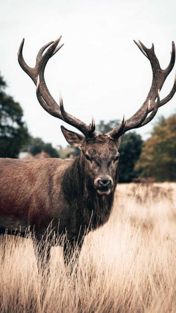 सर्दियों में नीली क्यों हो जाती हैं हिरन की आंखें?