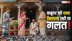 Vastu Shastra: कबूतरों को दाना डालने के अद्भुत लाभ! जानिए इसके फायदे और धार्मिक महत्व के बारे में