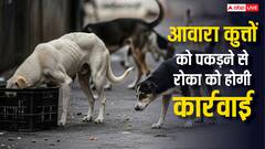 डॉग लवर हैं आप? आवारा कुत्तों को पकड़ने से रोका तो उठा ले जाएगी पुलिस, जानिए क्या हो सकती है कार्रवाई