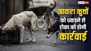डॉग लवर हैं आप? आवारा कुत्तों को पकड़ने से रोका तो उठा ले जाएगी पुलिस, जानिए क्या हो सकती है कार्रवाई