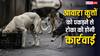 डॉग लवर हैं आप? आवारा कुत्तों को पकड़ने से रोका तो उठा ले जाएगी पुलिस, जानिए क्या हो सकती है कार्रवाई