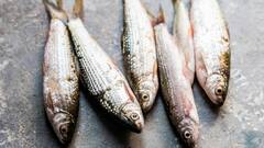 तुम्हाला काय आवडतं समुद्री मासे की नदीचे मासे? जाणून घ्या फरक!