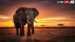 World Elephant Day 2025 — 6 Rare Facts About These Mammals That Will Amaze You