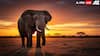 6 Fascinating And Rare Elephant Facts For World Elephant Day 2025