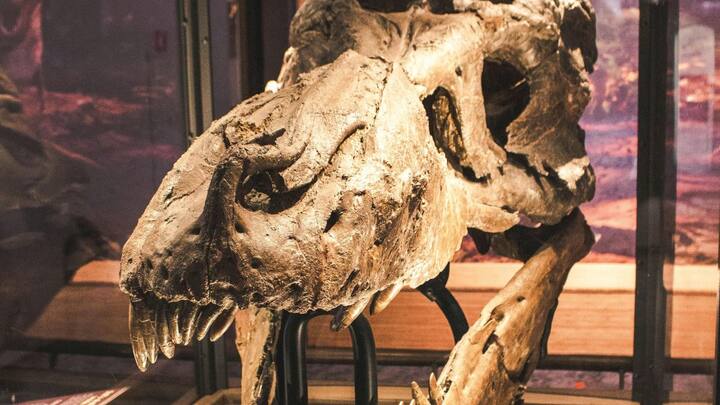 शोधकर्ताओं ने हाल ही में स्कॉटी की एक पसली की हड्डी के अंदर संरक्षित रक्त वाहिकाओं की खोज की है. यह एक दुर्लभ खोज है.