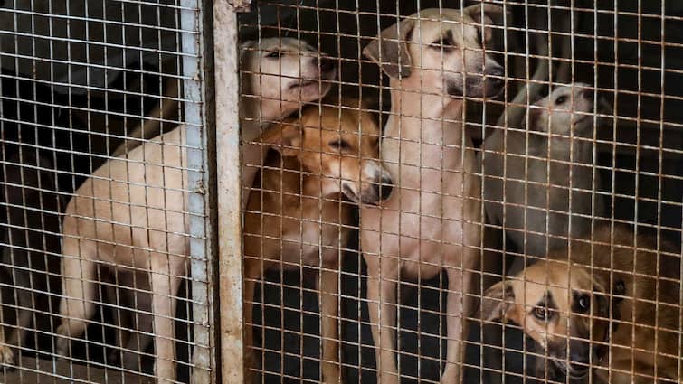 Why Removing Stray Dogs In Delhi Could Backfire: Experts Warn Of ‘Vacuum Effect’ & Rabies Surge