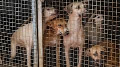 Why Removing Stray Dogs In Delhi Could Backfire: Experts Warn Of ‘Vacuum Effect’ & Rabies Surge