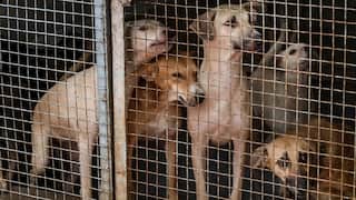 'Will Address Stray Dog Issue With Empathy': Delhi Govt Amid Protests Against SC Order On Canines