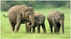 World Elephant Day : ప్రపంచ ఏనుగుల దినోత్సవం.. చరిత్ర, ప్రాముఖ్యతలతో పాటు ఇంట్రెస్టింగ్ విషయాలివే
