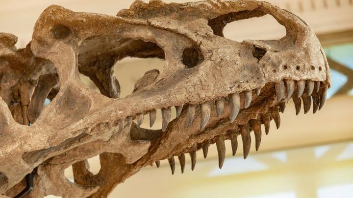 जीवाश्म वैज्ञानिकों ने एक विशाल टी रेस्क के जीवाश्म अवशेषों की खोज की. स्कॉटी उपनाम वाले इस विशालकाय जानवर को अबतक का सबसे बड़ा और सबसे लंबे समय तक जीवित रहने वाला टी-रेक्स माना जाता है.