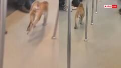 Video: दिल्ली मेट्रो के अंदर बंदर की सवारी, खूब टहला, डरे सहमे बैठे रहे यात्री, वीडियो वायरल