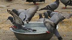 मुंबई में कबूतरों को दाना डालने पर 3 FIR दर्ज, 64 लोगों पर लगा जुर्माना, BMC सख्त