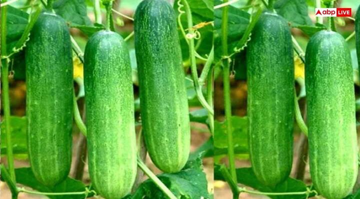 The tradition of cutting cucumber midnight on Janmashtami is also special, without which worship is not complete. But do you know why the midnight is cut on Janmashtami, what is the relation of this tradition of cutting cucumber and stalk cucumber.