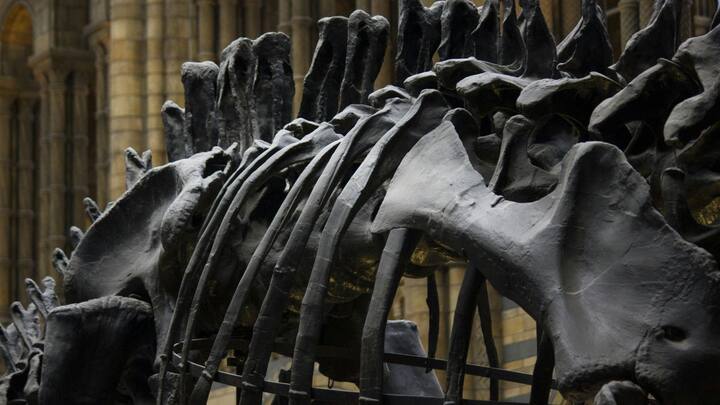 स्कॉटी सबसे बड़ा और सबसे पूरा टी-रेक्स जीवाश्म है, जिसके शरीर में चोटों के कई निशान हैं. यह हमें डायनासोर की जिंदगी और उनके संघर्षों के बारे में और अधिक जानकारी दे सकता है.