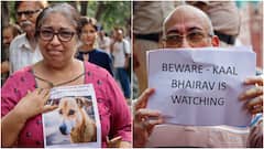 'They're Like Small Kids': Delhi Animal Lovers Protest Against SC Verdict On Stray Dogs, Call For Sterilisation